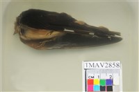 藏品(家燕)的圖片